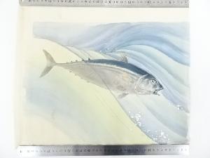 昭和期　香畝筆　鰹　肉筆絹本めくり